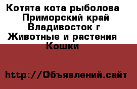 Котята кота-рыболова. - Приморский край, Владивосток г. Животные и растения » Кошки   